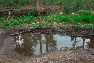 reflection in  water, nature reserve De Malpie, Valkenswaard in The Netherlands