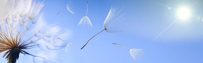 Kussenhoes flying dandelion seeds on a blue background © Chepko Danil