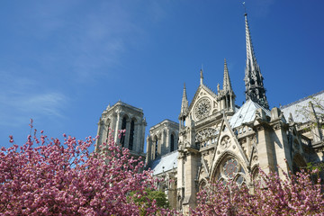 Notre-Dame Paris Spires Pink blossoms