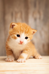 small ginger kitten on background of old wooden boards
