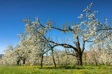 Fototapeta premium Cherry tree blossom near Ockstadt