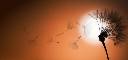 flying dandelion seeds on a sunset background