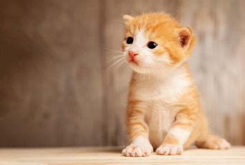 Fototapeta na wymiar small ginger kitten on background of old wooden boards