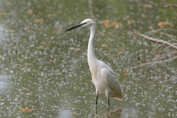 Little Egret