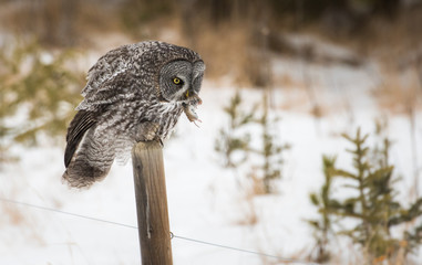 Great grey owl 
