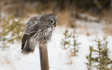 Great grey owl 