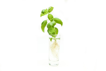 The fresh green sprouted basil with roots isolated on white background. The plants are in the glasses with water.