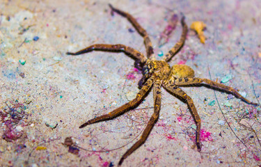 A spider in wild