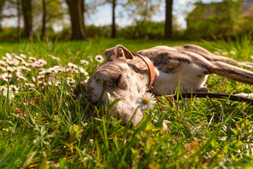 junger Hund schläft entspannt auf der Blumenwiese im Park