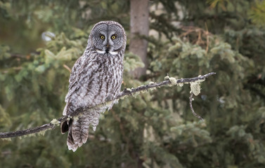 Great grey owl 