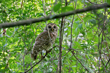 great horned owl on a branch