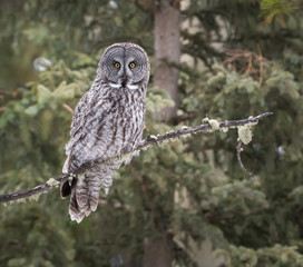 Great grey owl 