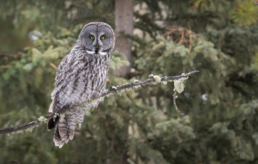 Great grey owl 