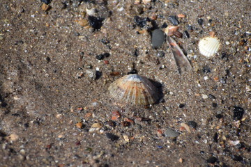 Limpet shell