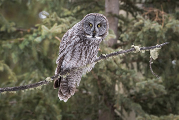 Great grey owl 