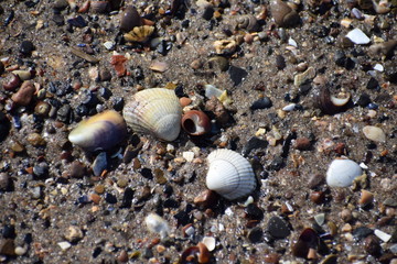 sea shells on the beach
