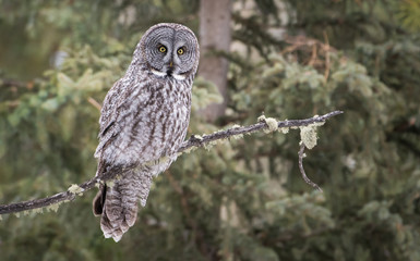 Great grey owl 