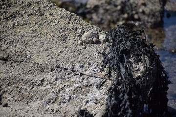 Limpet and seaweed