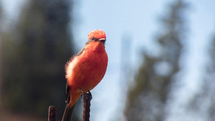 Pájaro Rojo, Huanchaco, ave pecho rojo