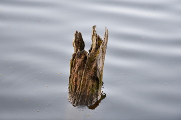 A rotten tree tump in the middle of a lake.
