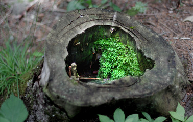 moss on tree