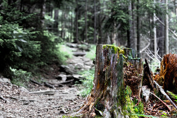 tree stump in forest