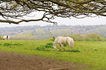 Horse in the pasture.