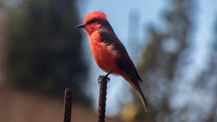Pájaro Rojo, Huanchaco, ave pecho rojo