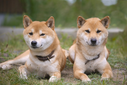 1 435 最適な 北海道犬 画像 ストック写真 ベクター Adobe Stock 1 435 最適な 北海道犬 画像 ストック写真 ベクター Adobe Stock
