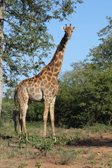Giraffe / Giraffe / Giraffa Camelopardalis