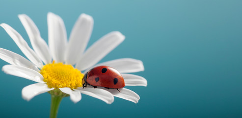 ladybird on camomile flower