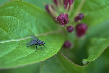 Foto insetti in Focus Stacking