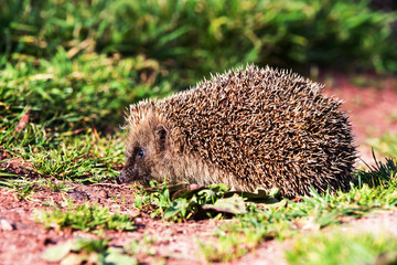 European Hedgehog, Common Hedgehog, Hedgehog, Erinaceus europaeus