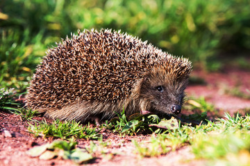European Hedgehog, Common Hedgehog, Hedgehog, Erinaceus europaeus © Maciej Olszewski