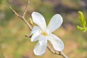 Fototapeta na wymiar Beautiful white magnolia flower on spring blossom tree. Blooming magnolia flowers with selective focus on blurred summer background. Flowering magnoliaceae tree. White magnolia blossom on sunny day 