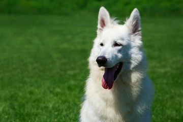 White swiss shepherd dog