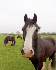 Close up of a horse's head in the pasture.