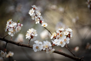 white apple blossoms against a blue sky on a sunny day in spring. shallow depth of field.
