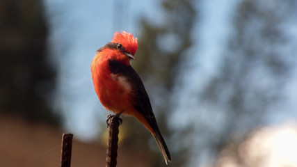 Pájaro Rojo, Huanchaco, ave pecho rojo