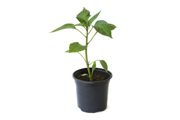 Seedling of young bell pepper isolated on white background. Sprout of pepper in pot.