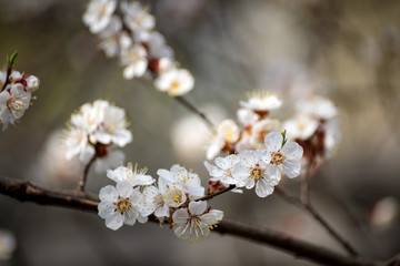 white apple blossoms against a blue sky on a sunny day in spring. shallow depth of field.