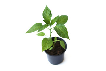 Seedling of young bell pepper isolated on white background. Sprout of pepper in pot.