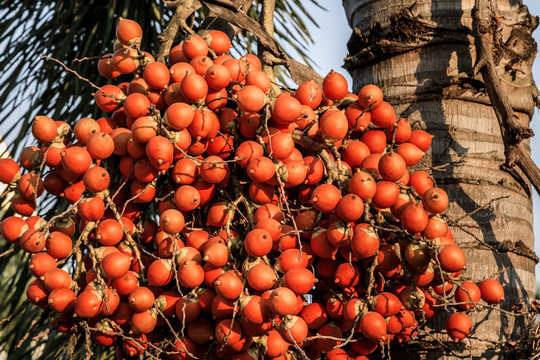 Rote Palmfr&uuml;chte am Baum