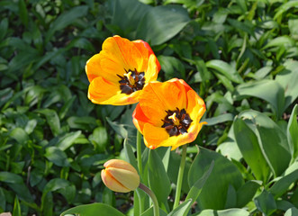Beautiful day in a garden. Tulips macro in the spring, in France.