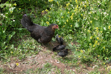 animal 1