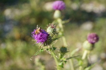 Abeja trabajando 2