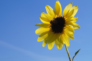 Abeja y Girasol a contra luz
