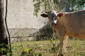 Vaca Teranense