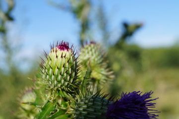 Capullo