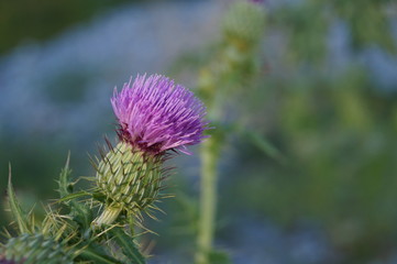 Flor Silvestre